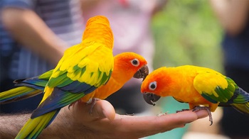 Papagali